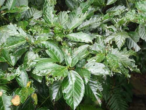 Image of Ficus benguetensis by no rights reserved