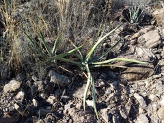 Agave aurea