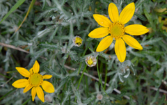 Eriophyllum lanatum integrifolium
