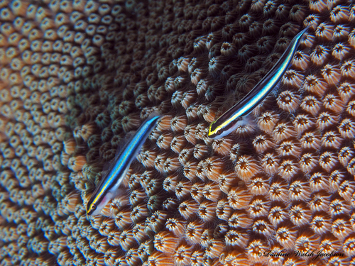 Photo of Sharknose goby (Elacatinus evelynae)