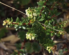 Pernettya prostrata image