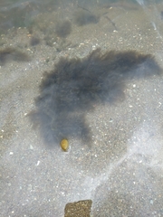 Ectocarpales