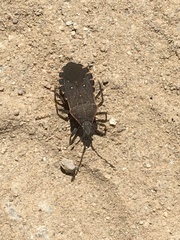 Hypselonotini