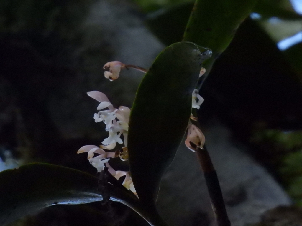 Epidendrum camposii Hágsater 4