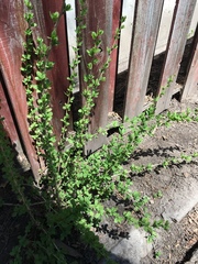 Berberis vulgaris