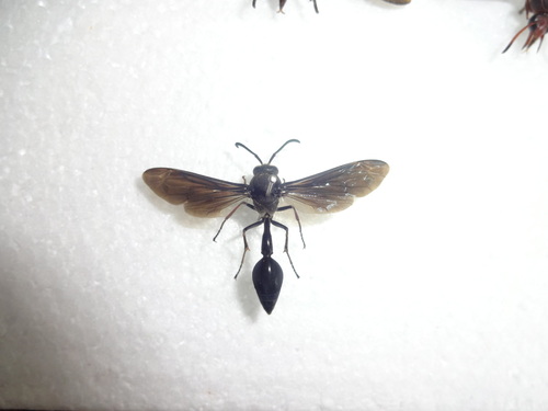 Delta bonellii