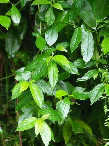 Image of Blumea megacephala by no rights reserved