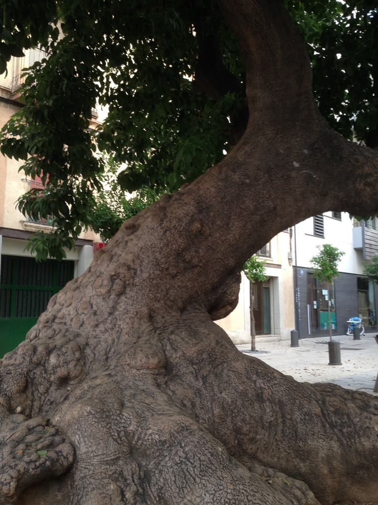 El ombú de la Plaça Prim