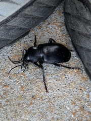 Carabina