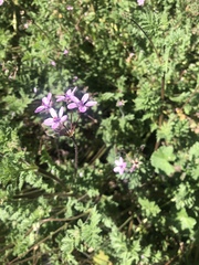 Erodium cicutarium