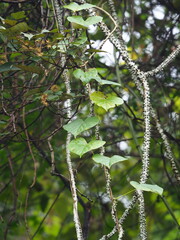 葉子, CC0, iNaturalist via GBIF Tinospora crispa, photograph 葉子, CC0, iNaturalist via GBIF