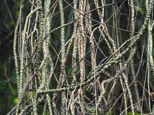 Tinospora crispa, photograph 2