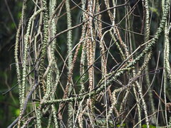 葉子, CC0, iNaturalist via GBIF Tinospora crispa, photograph 葉子, CC0, iNaturalist via GBIF