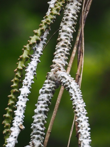Tinospora crispa