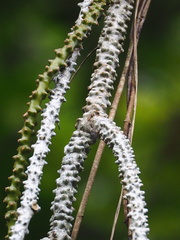Tinospora crispa