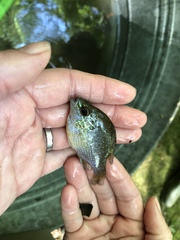 Lepomis marginatus