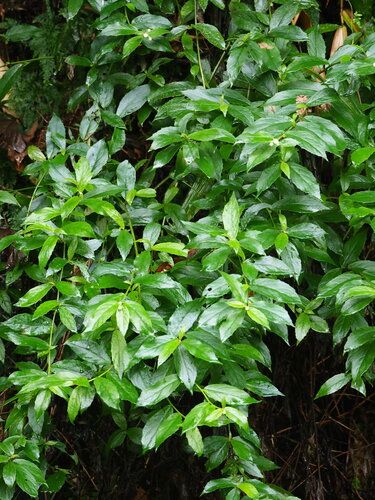 Image of Big-Flowered Blumea (Blumea megacephala) by no rights reserved
