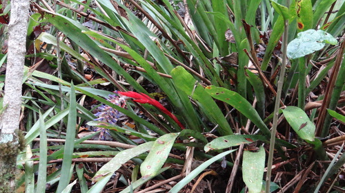 Aechmea mutica