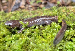 Oki Salamander photo 2