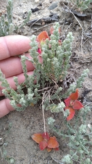 Extriplex californica