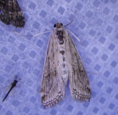 Parapoynx diminutalis