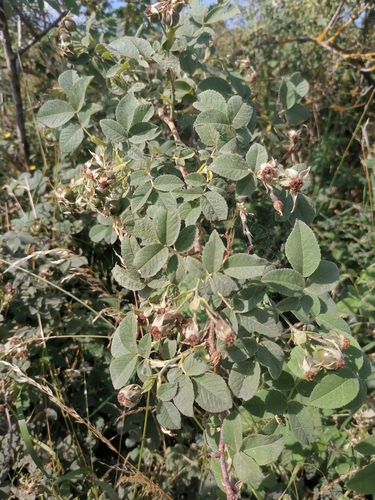 Whitewoolly Rose (Rosa tomentosa)