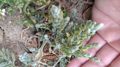 Extriplex californica