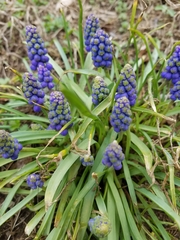 Muscari armeniacum