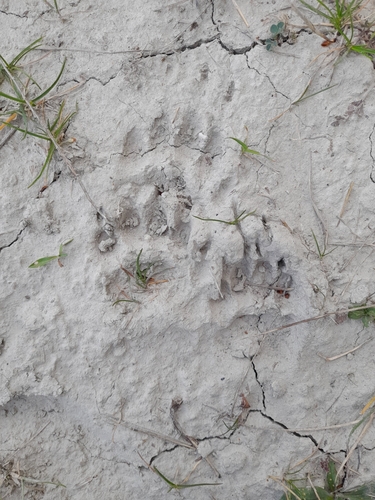European Badger