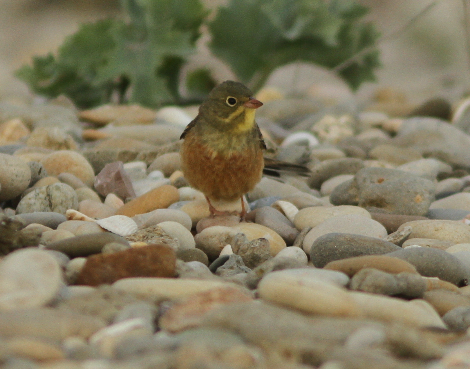 Ortolan Bunting