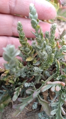 Extriplex californica