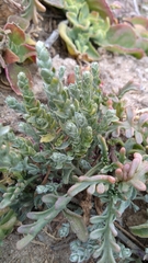 Extriplex californica