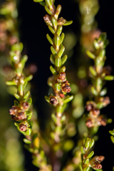 Erica axillaris