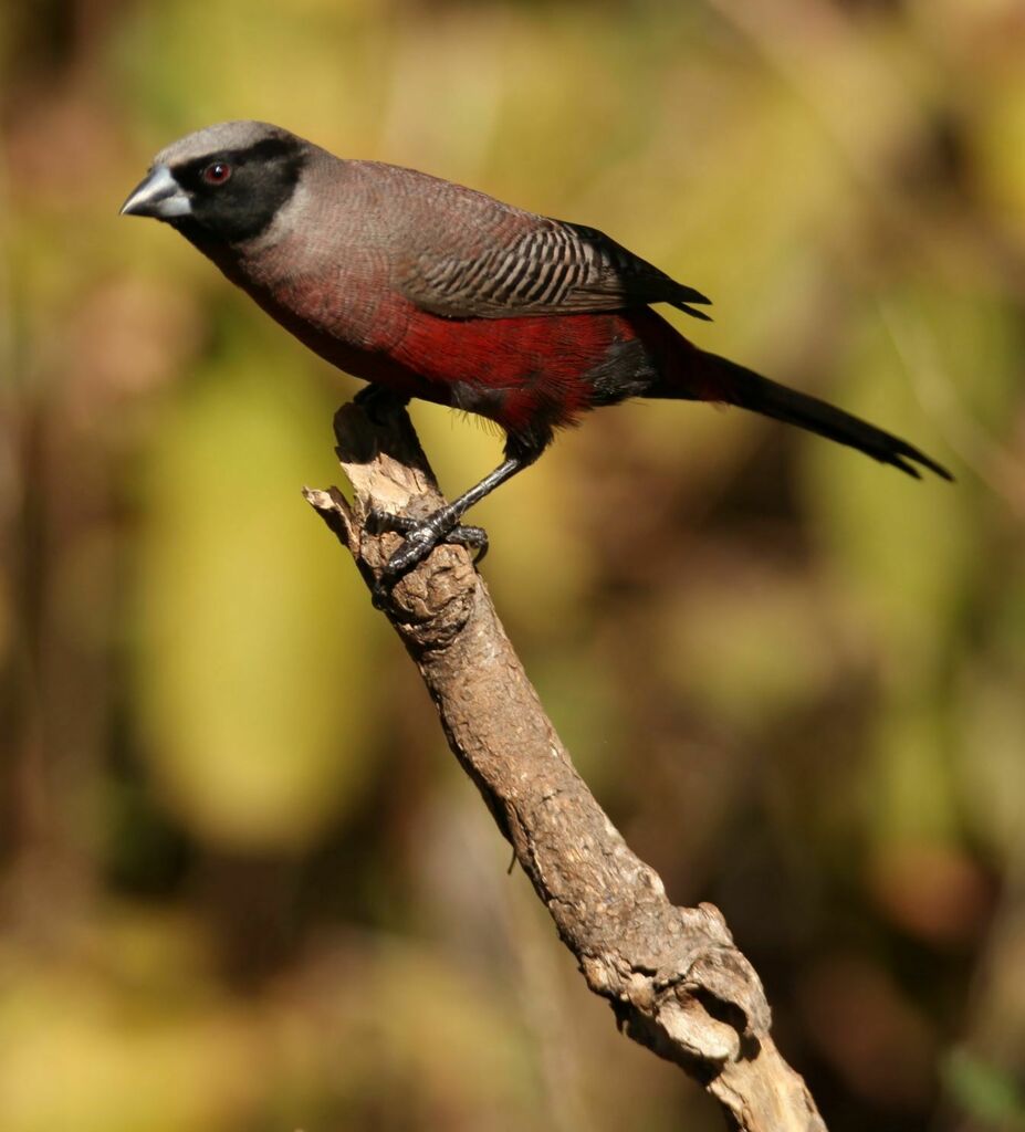 Black-faced Waxbill (Brunhilda erythronotos) photo
