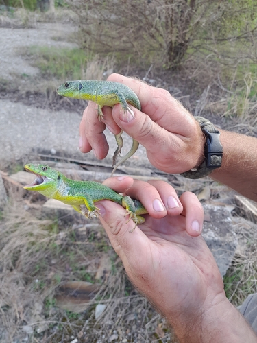 East Aegean Green Lizard