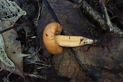 Macrocystidia reducta