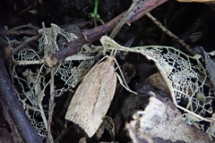 Planotortrix notophaea
