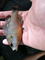Lepomis miniatus