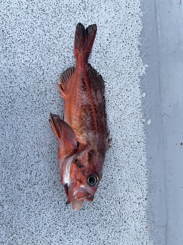 Bank rockfish (Sebastes rufus) — Sebastidae — 4