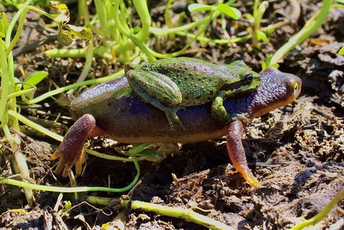 Pacific chorus frog photographed in California