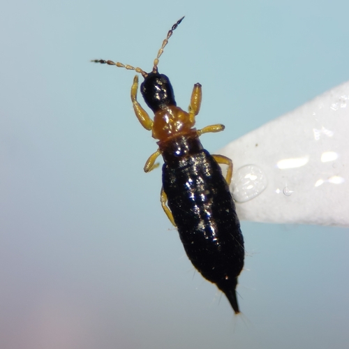 Fungus-feeding thrips