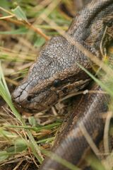 Lesser African Python photo 3