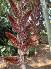 Heliconia vellerigera image