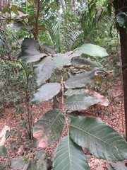 Magnoliopsida