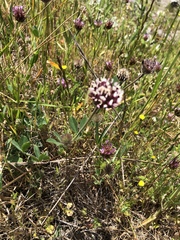 Trifolium amoenum