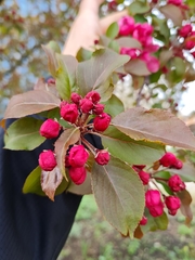 Hall's Crab Apple (Malus halliana)