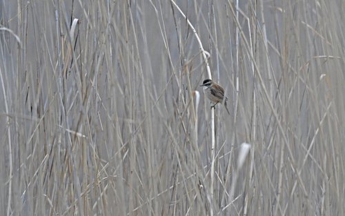 Moustached Warbler (Acrocephalus melanopogon), photo 8