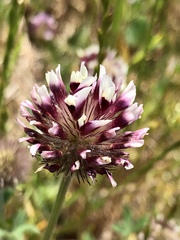 Trifolium amoenum