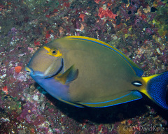 Acanthurus dussumieri