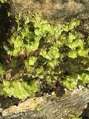 Ulva californica